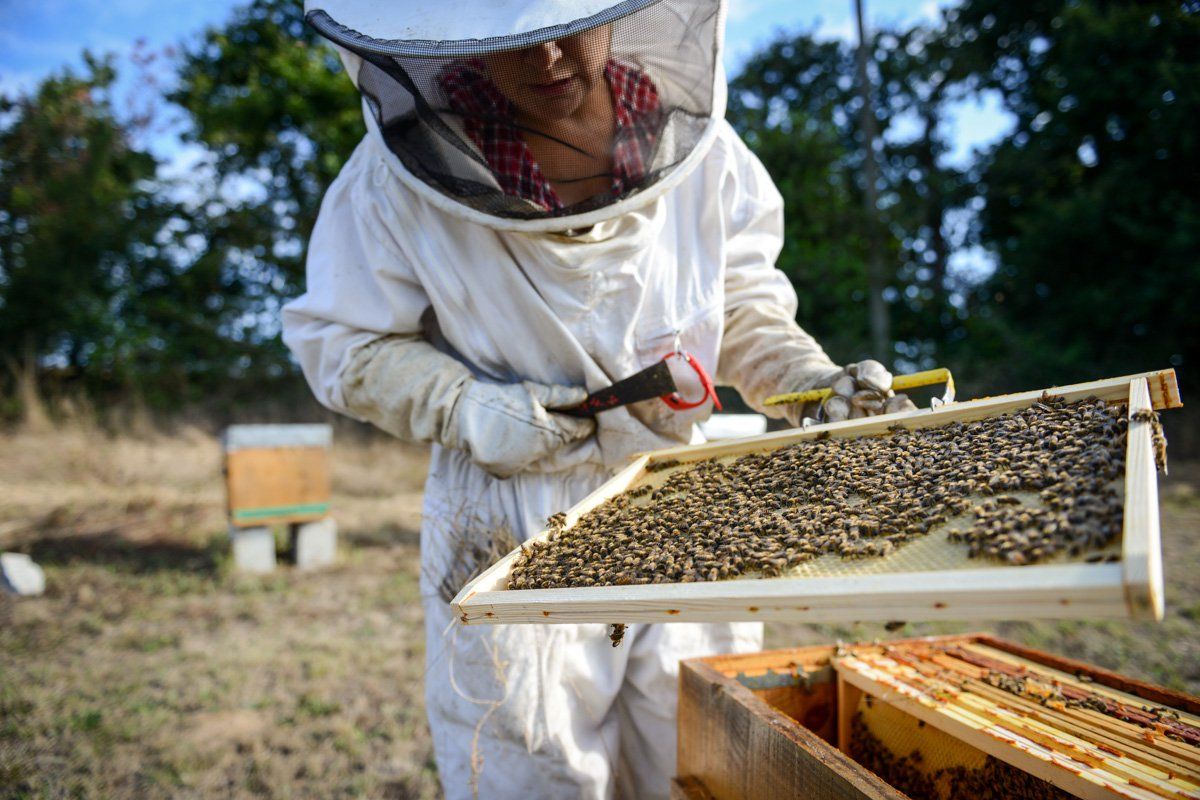 Veste de protection contre les abeilles